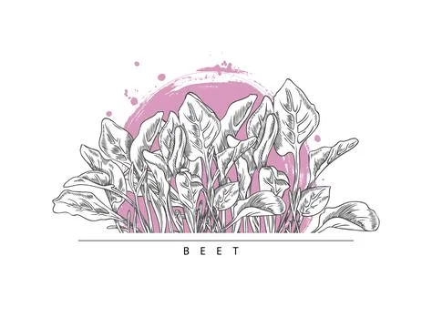 Microgreens beet, vector design composition on white, sketch style. Stock Illustration