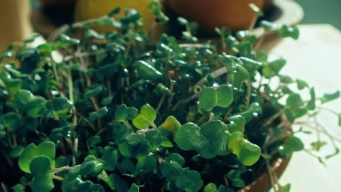 Microgreens Being Watered by a Handheld Spray Bottle in a Terracotta Pot 库存影片 331098802