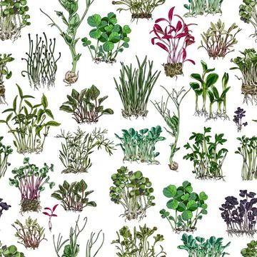 Microgreens botanical vector seamless pattern, color hand drawn natural salad Stock Illustration