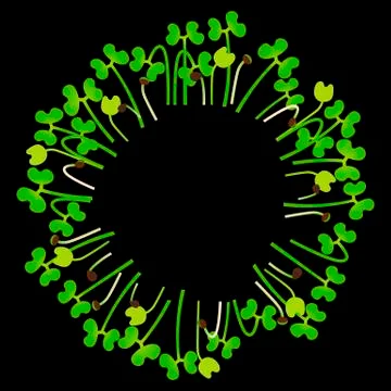 Microgreens Broccoli. Arranged in a circle. White background. Black backgroun Stock-Illustration
