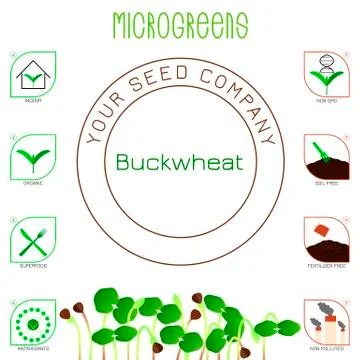 Microgreens Buckwheat. Seed packaging design, text, icons Stock Illustration
