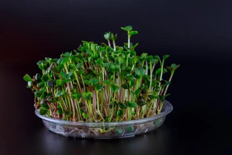 Microgreens of cabbage in a transparent pot on a black background. Stock Photos