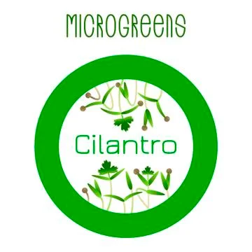 Microgreens Cilantro. Seed packaging design, round element Stock Illustration