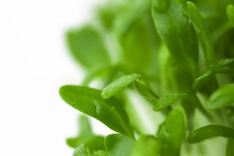 Microgreens close up. Germinated sprouts. Selective focus. Stock Photos