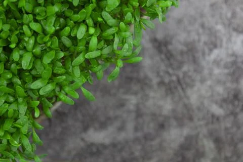 Microgreens close up on a gray background, copy space.Top view Stock Photos