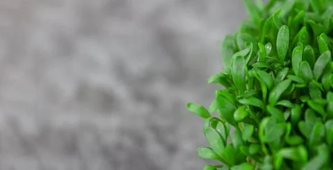 Microgreens close up on a gray background, copy space. Banner Stock Photos