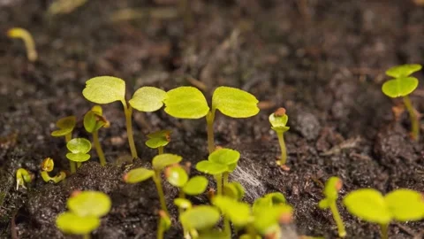Microgreens Close-Up Slow Motion Video stock 336720984