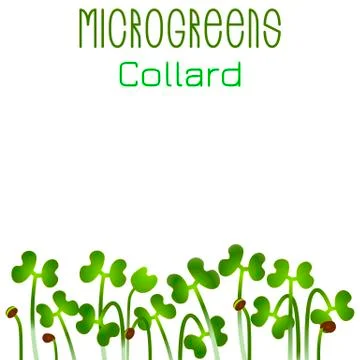 Microgreens Collard. Seed packaging design. Sprouting seeds of a plant Stock Illustration