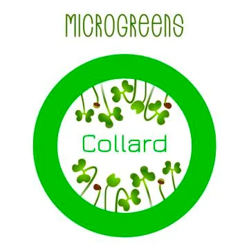 Microgreens Collard. Seed packaging design, round element Stock Illustration