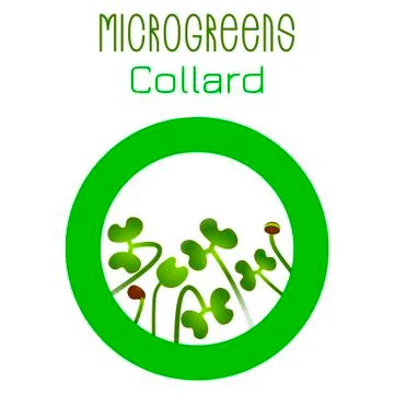 Microgreens Collard. Seed packaging design, round element in the center Stock Illustration