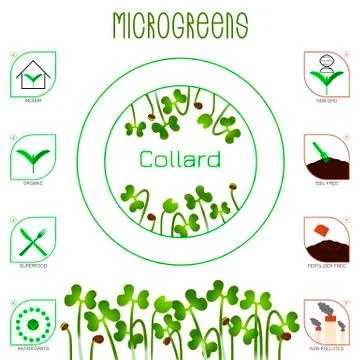 Microgreens Collard. Seed packaging design, text, icons Stock-Illustration