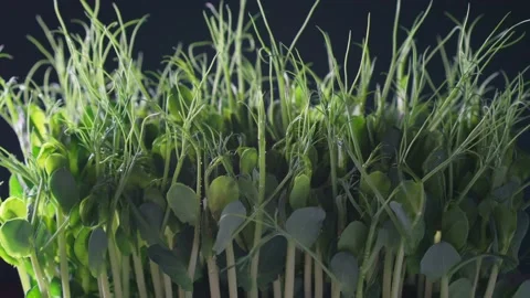 Microgreens cultivation. One container with green microgreen sprouts closeup Stock Footage 236797006