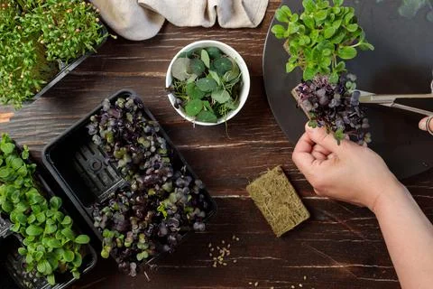 Microgreens of different varieties. Hands cut off micro-greens grown in a Stock Photos