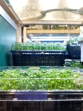 Microgreens displayed in clear plastic containers on shelves, showcasing vibrant Stock Photos