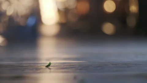 Microgreens falling on the wooden table, close-up view in slow motion. Stock Footage 155437964