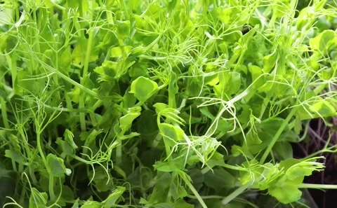 Microgreens Stock Footage 169018046