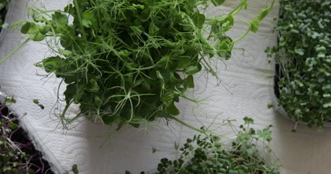 Microgreens Stock Footage 311098799