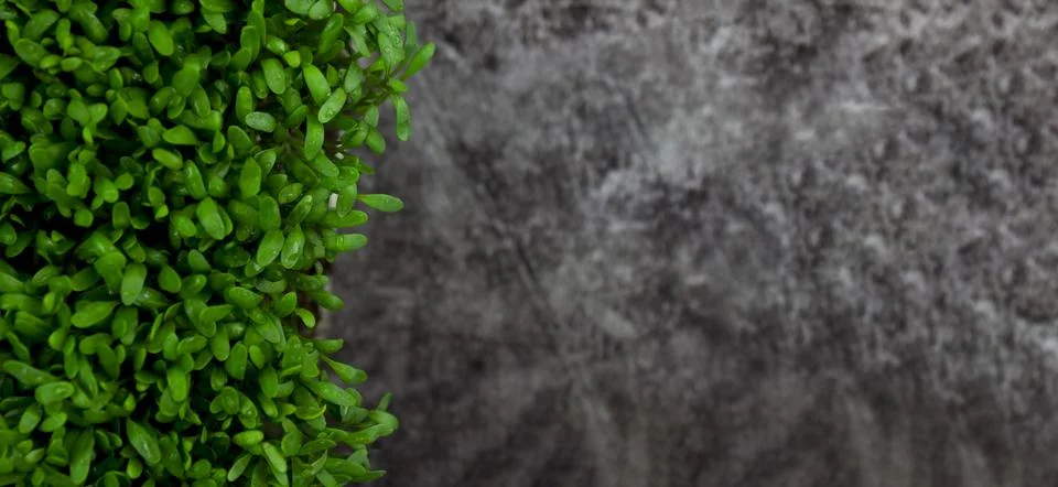 Microgreens on a gray background, copy space. View from above. Stock-Fotos