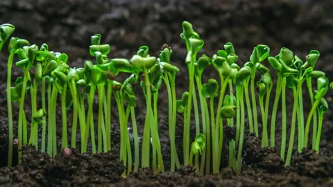 Microgreens grow in time-lapse, growing plants timelapse, plant growth in rapid Stock Footage 145854841