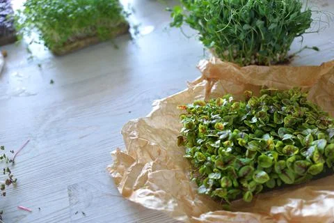 Microgreens growing background with microgreen sprouts on the table. Seed Ger Stock Photos