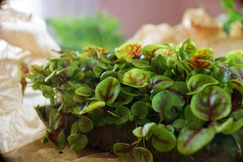 Microgreens growing background with microgreen sprouts on the table. Seed Ger Stock Photos