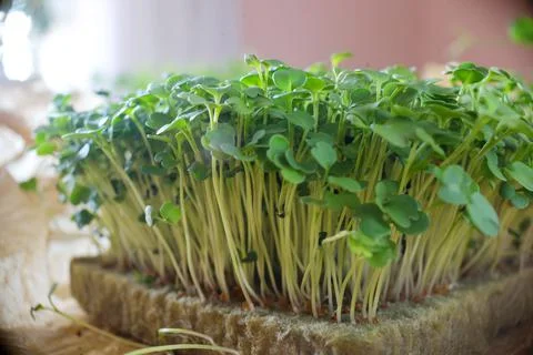 Microgreens growing background with microgreen sprouts on the table. Seed Ger Stock Photos