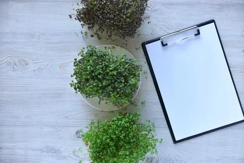 Microgreens growing background with microgreen sprouts on the table with a ta Stock-Fotos