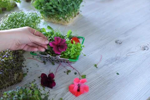 Microgreens growing background with microgreen sprouts on a table in a basket Stock-Fotos