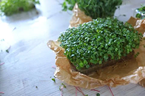Microgreens growing background with microgreen sprouts on the table. Seed Ger Stock Photos