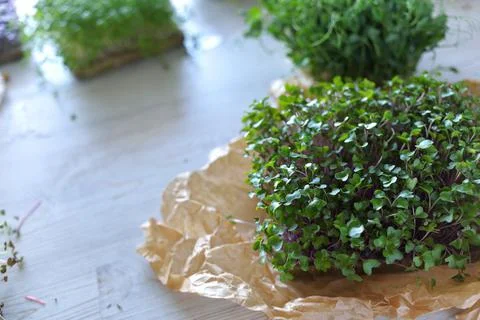 Microgreens growing background with microgreen sprouts on the table. Seed Ger Stock Photos