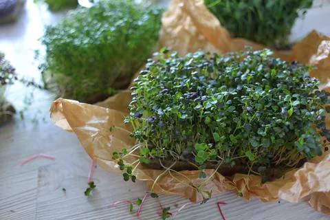 Microgreens growing background with microgreen sprouts on the table. Seed Stock Photos