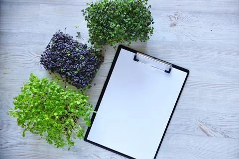 Microgreens growing background with microgreen sprouts on the table with a Stock Photos