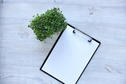 Microgreens growing background with microgreen sprouts on the table with a Stock Photos