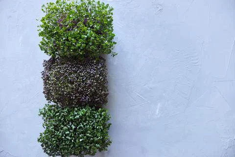 Microgreens growing background. Seed Germination at home. Vegan and healthy e Stock Photos