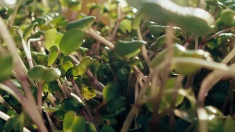 Microgreens Growing in a Clay Pot Inside a Bright Home Kitchen Setting Видео 331099007