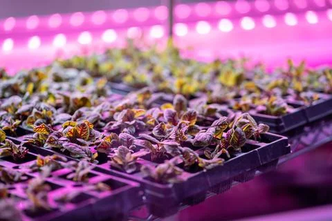 Microgreens growing hydroponically in vertically stacked layers, hydroponic Stock Photos