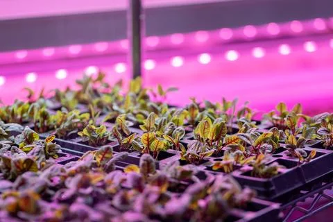 Microgreens growing hydroponically in vertically stacked layers, hydroponic Stock-Fotos
