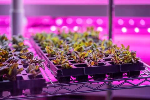 Microgreens growing hydroponically in vertically stacked layers, hydroponic Stock Photos