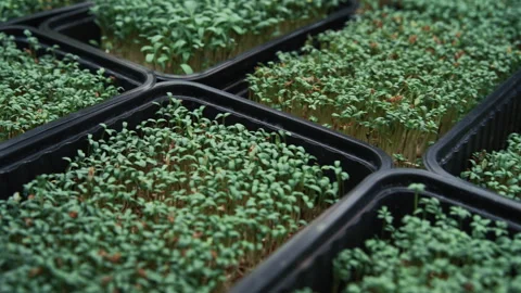 Microgreens growing in a modern vertical farm 스톡 동영상 331294553