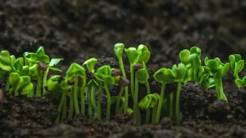 Microgreens Growing Timelapse Fresh Sprouts in Greenhouse 库存影片 334562984