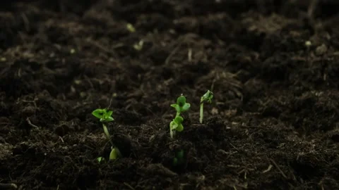 Microgreens Growing Timelapse Fresh Sprouts In Greenhouse Stockbeeldmateriaal 335188513