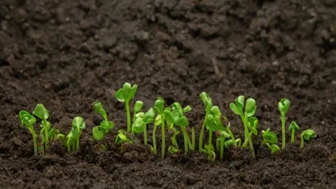 Microgreens Growing Timelapse Green Sprouts Germination Macro Stockbeeldmateriaal 334563006