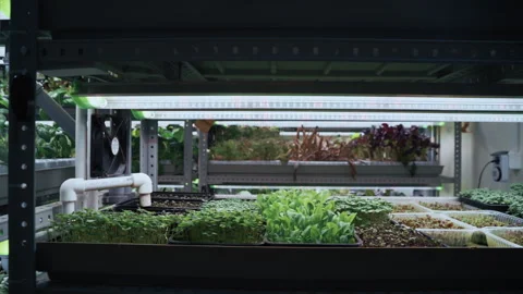 Microgreens growing in vertical farming system 스톡 동영상 331294543