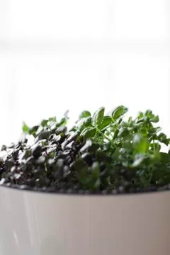 Microgreens growing on a windowsill Stock Photos