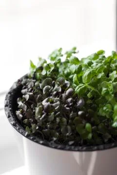 Microgreens growing on a windowsill Stock Photos