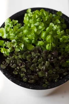 Microgreens growing on a windowsill Foto stock