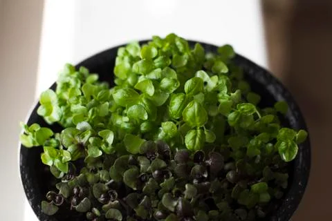 Microgreens growing on a windowsill Stock Photos