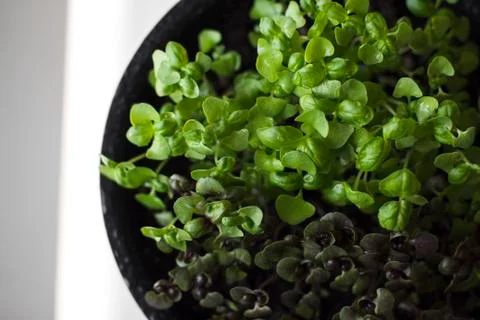 Microgreens growing on a windowsill Stock Photos