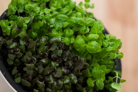 Microgreens growing on a windowsill Stock Photos