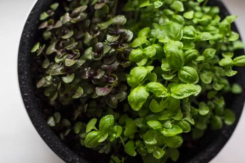 Microgreens growing on a windowsill Stock Photos